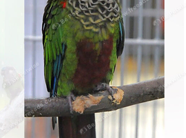 Rare female Painted Conure chick