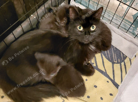 2 left - black ghost tabby kittens