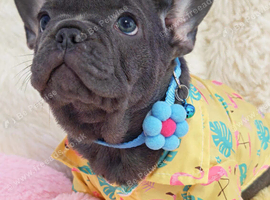 Beautiful french bulldog