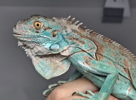 Wanted Blue iguana