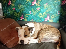 American bulldog Cross bitch
