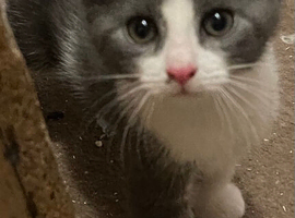 3/4 Russian blue kittens 1 little girl left