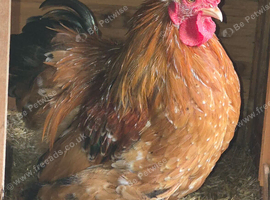 Pekin cockerels Available