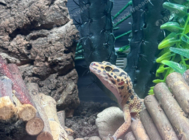 Leopard gecko