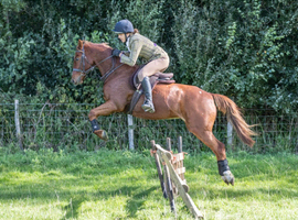 Chiddock Timeline 13.2h Gelding Allrounder