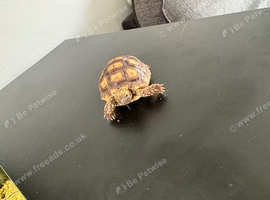 Sulcata tortoise and enclosure