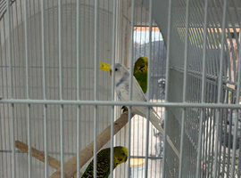 Budgies for sale ready for breeding