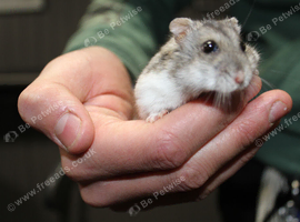 Russian Dwarf Hamster