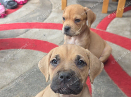 Cane-corso mix pups