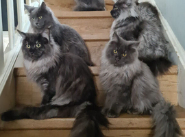 Beautiful maincoons masive