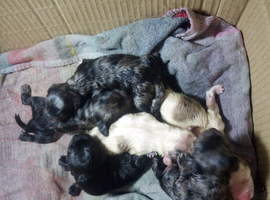 Cockerpoo Puppy for sale