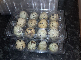 Quails eggs (Fertile) for hatching available