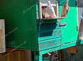 Valencian Figuritas for sale