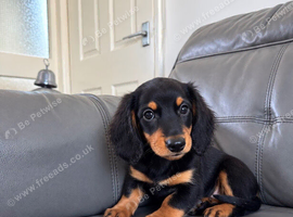 Miniature male