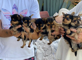 Chihuahua x Yorkshire terriers