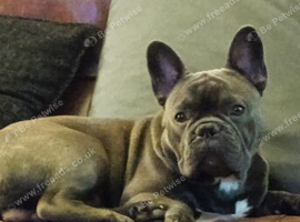 1yr french bulldog