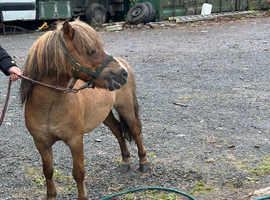 Shetland pony