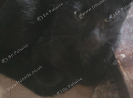 3 beautiful kittens for sale