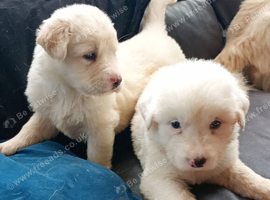 Labrador puppies beautiful