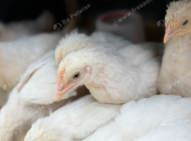 2 months old light Sussex chicks