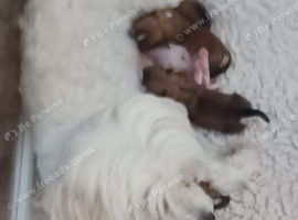 Maltese cross Yorkshire terrier