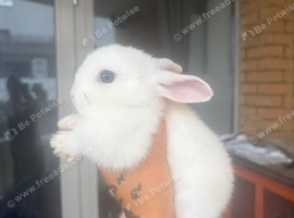 4 baby rabbits need a home