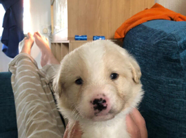 2 Beautiful Boys for sale