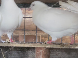 White doves