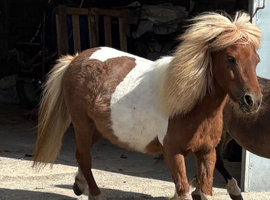 5yr old Unregistered Miniature Shetland Mare