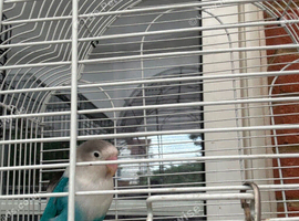 Love, Birds
