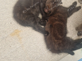 2 Gorgeous kittens