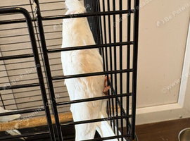 Albino - Baby Cockatiels