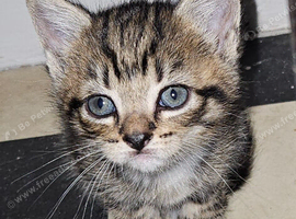 Gorgeous tabby male kitten