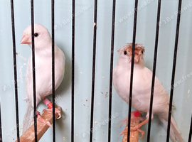 6 Rylander canary