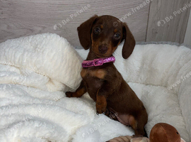 Miniature dachshund