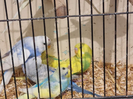 This years baby budgies.