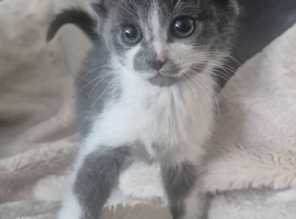 For beautiful grey and grey and white kittens