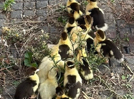 2 day old Muscovy ducklings Unsexed