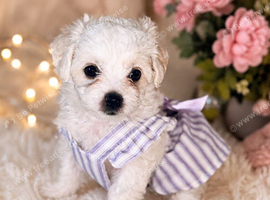 bichon frise