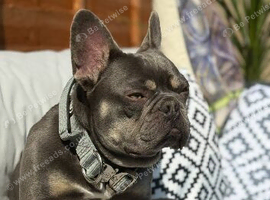 French bulldog, neutered