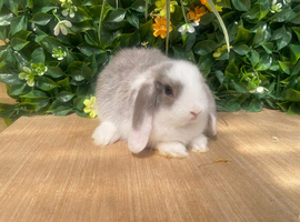 Mini lops ready now 8 weeks old
