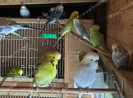 Budgies for sale