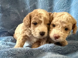 Miniature F1b Cockapoo Puppies - Apricot & White