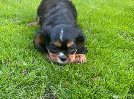 Black and Tan cavalier male
