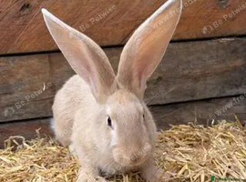 Pure bred Continental Giant female