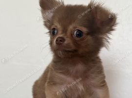 Long coat chihuahua boy
