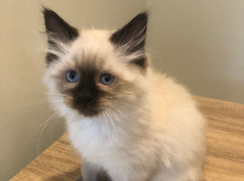 Beautiful Ragdoll kitties