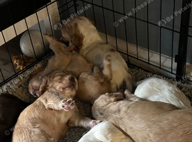 Working cocker puppies