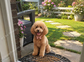Toy poodle girl