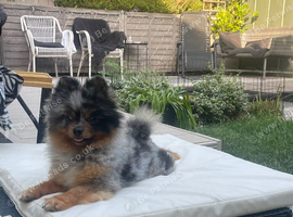 Black merle tri Pomeranian